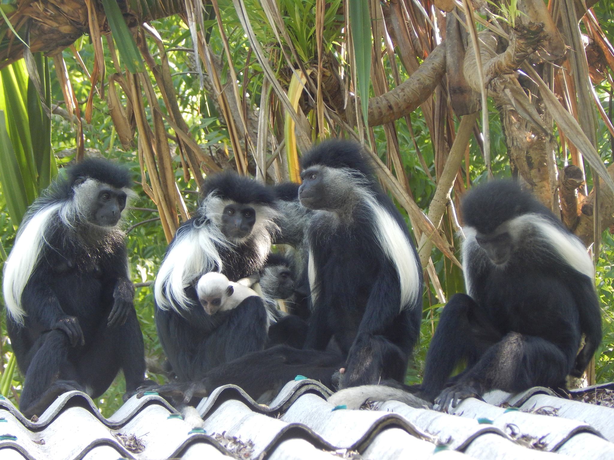 Africair, Inc. is a Proud Supporter of the Colobus Conservation